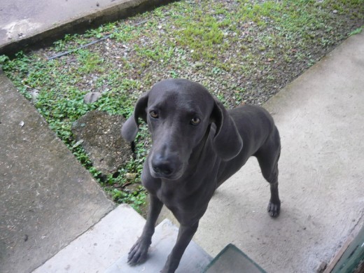 Bruno, en la foto 4 años, vive en Finca Victoria Costa Rica, caza, no usa collar y tiene 400 hectareas para vivir en medio de la selva costarricense, un lujo este perro, puede reconocer una serpiente por su olfato, y caza desde iguanas hasta gallinas, no le tiene miedo a los monos, increible un perro de estos en la selva es un certificado de supervivencia, nunca te deja solo y es muy buen guardian, y come de todo no solo comida de perros, come bananos, sandia, carne cocida y cruda. Un perraso de buen caracter e ideal para los niños. Ah y nada en el mar como un pez. Bruno, en la foto 4 años, vive en Finca Victoria Costa Rica, caza, no usa collar y tiene 400 hectareas para vivir en medio de la selva costarricense, un lujo este perro, puede reconocer una serpiente por su olfato, y caza desde iguanas hasta gallinas, no le tiene miedo a los monos, increible un perro de estos en la selva es un certificado de supervivencia, nunca te deja solo y es muy buen guardian, y come de todo no solo comida de perros, come bananos, sandia, carne cocida y cruda. Un perraso de buen caracter e ideal para los niños. Ah y nada en el mar como un pez.